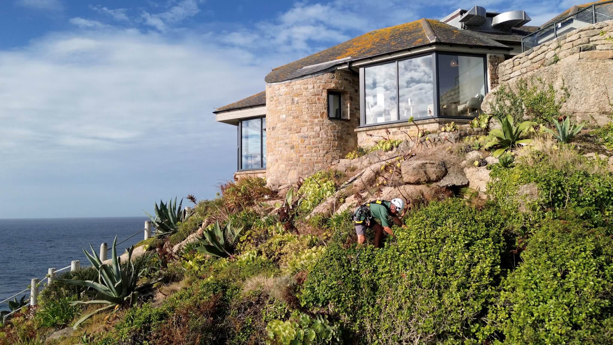 Gardener working among exotic plants on the Minack cliffside