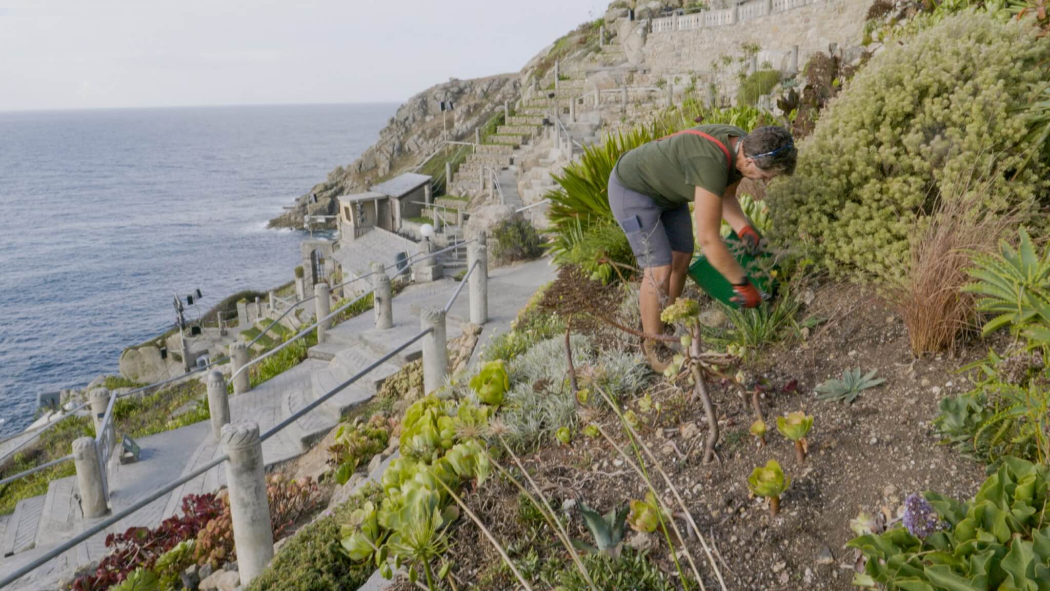 Gardener planting on the cliffside terraces of the Minack Theatre above the sea