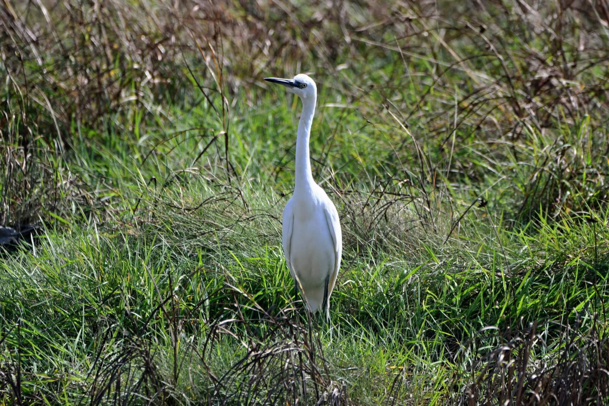 Little egret standing in long grass