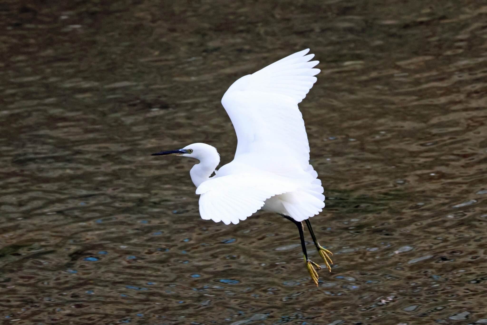 Little Egret in flight over water