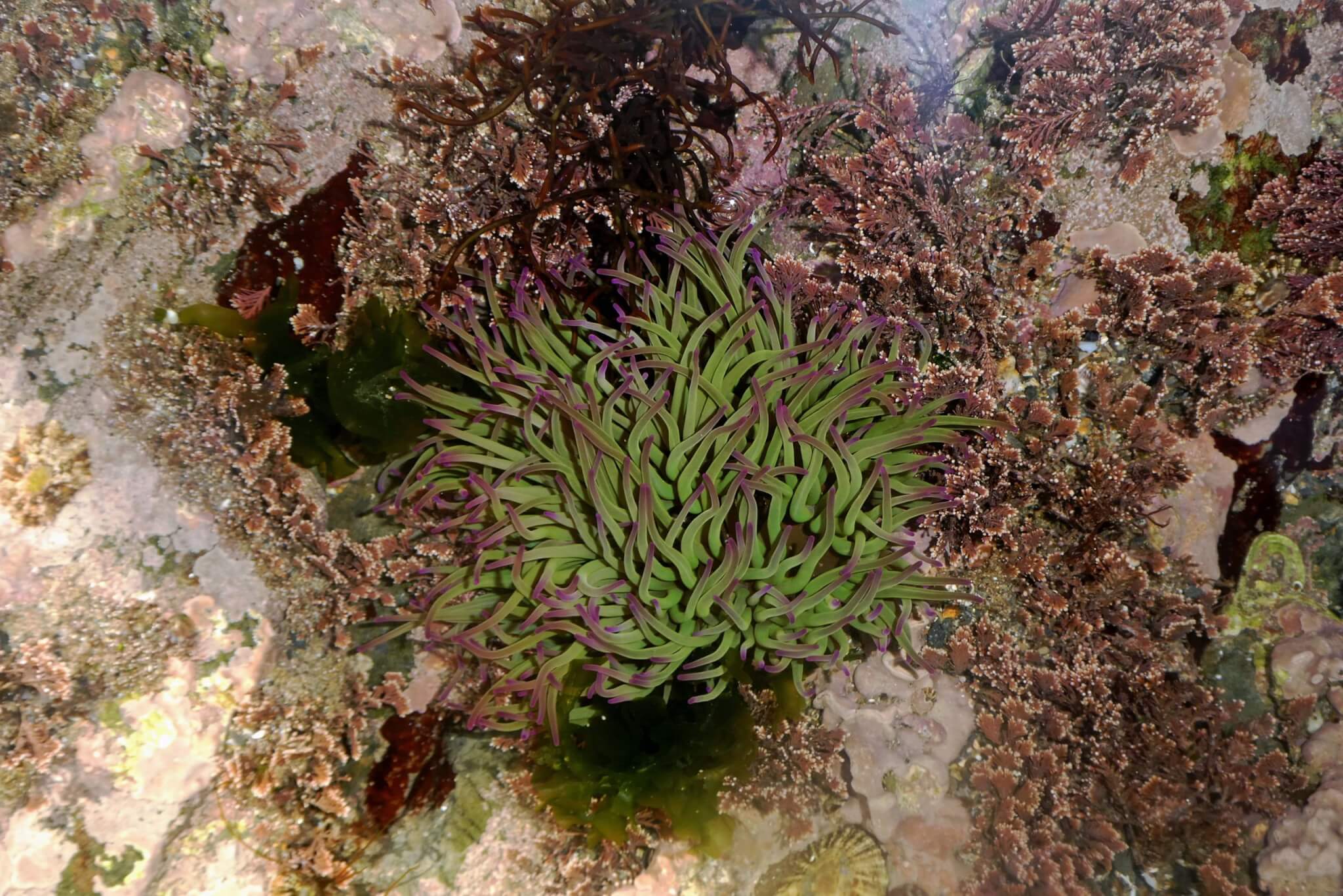 Snakelocks Sea Anemone in a rockpool