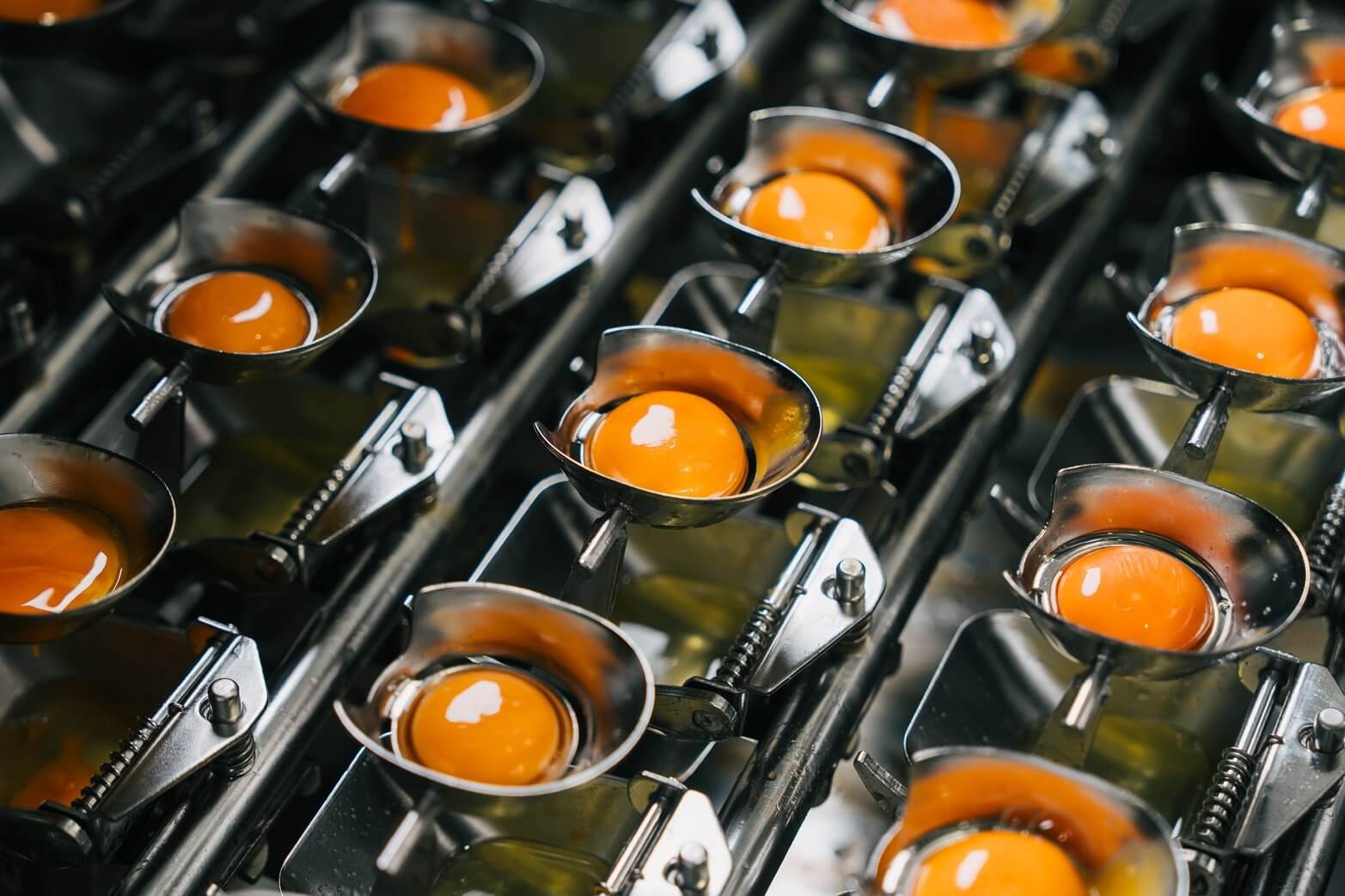 Egg yolks in cups on the liquid egg line at St Ewe Free Range Eggs