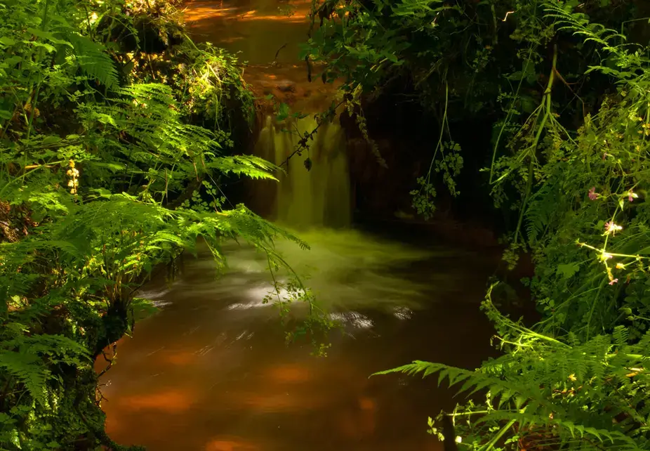 A small waterfall among ferns in the Lappa Valley