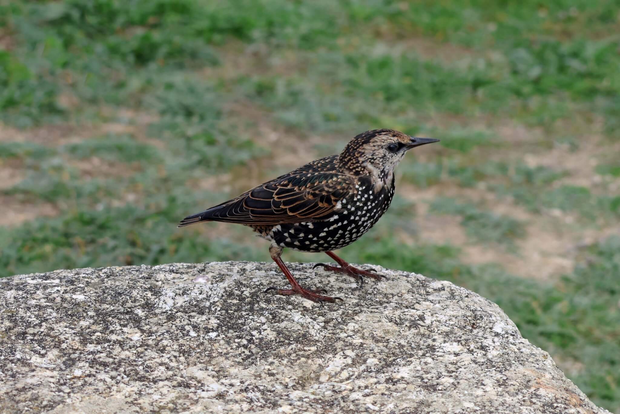 A starling standing on a rock