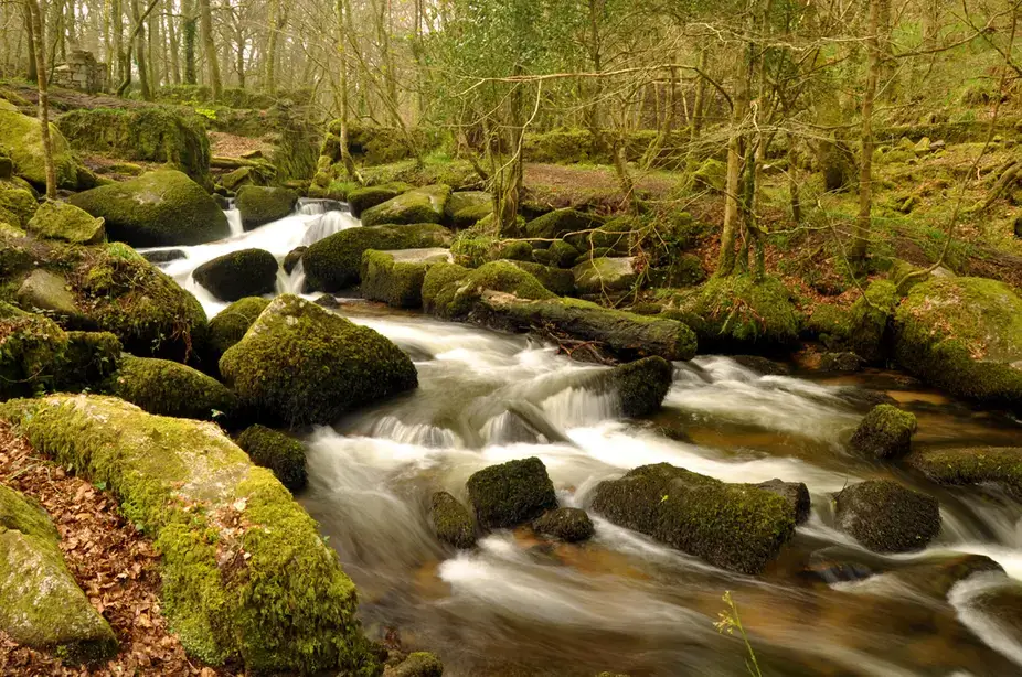 The River Kennall running over mossy boulders in Kennall Vale