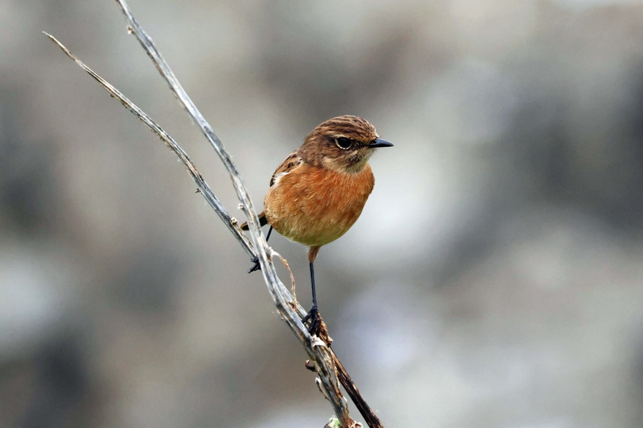 A stonechat perched on a stem