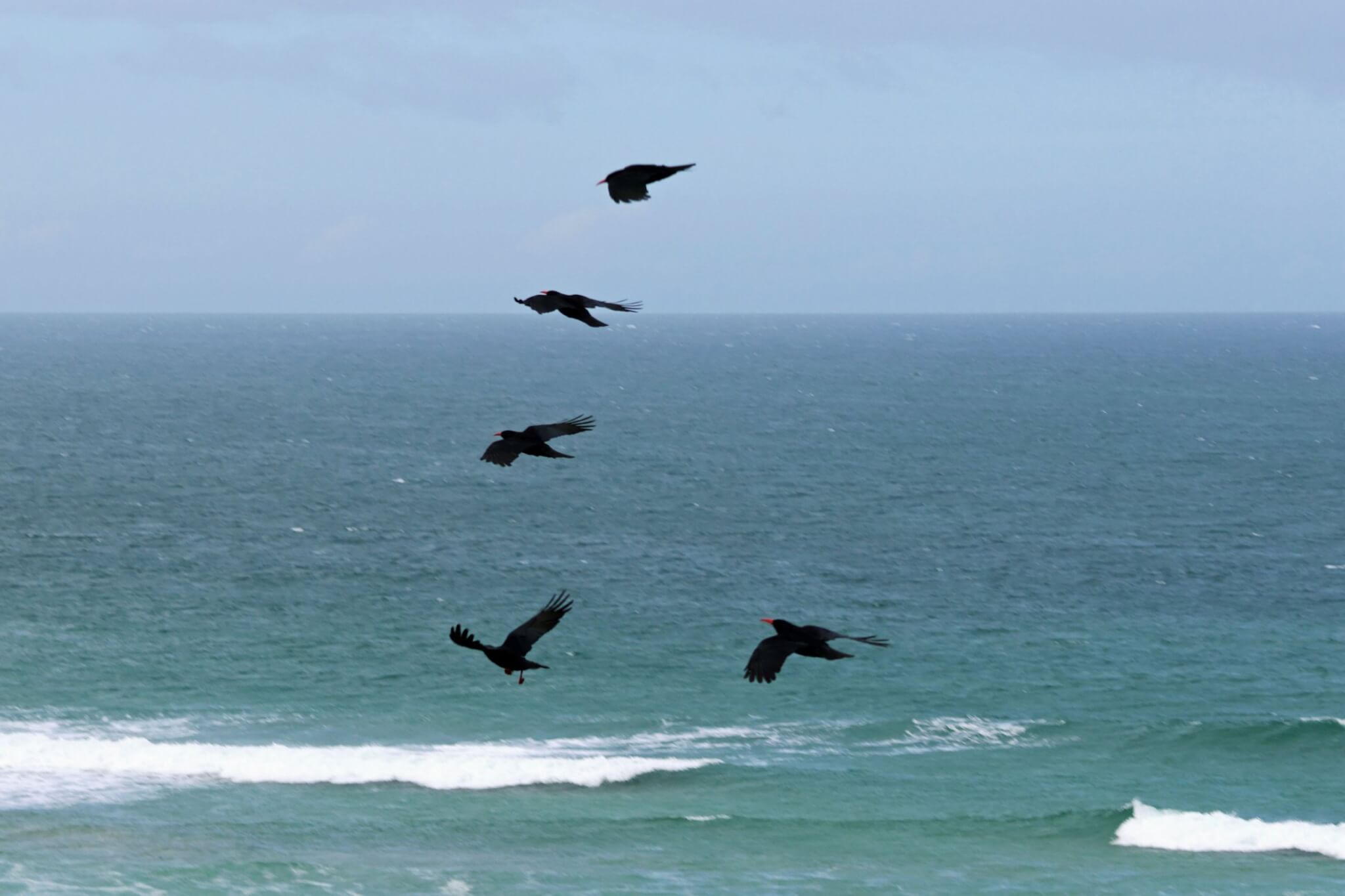 Five Cornish choughs in flight over the sea