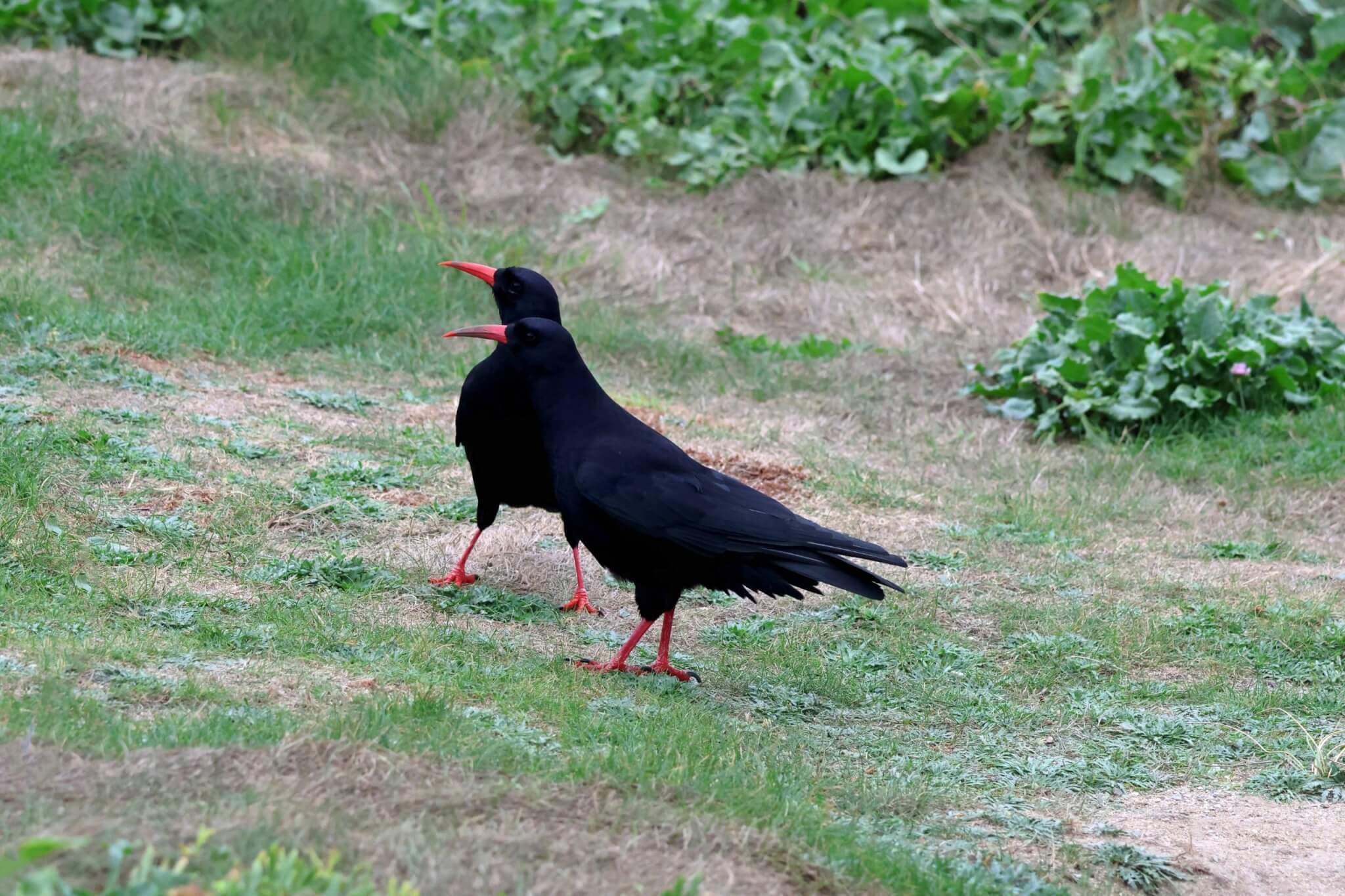 A pair of Cornish choughs on grass at Towan Head, Newquay