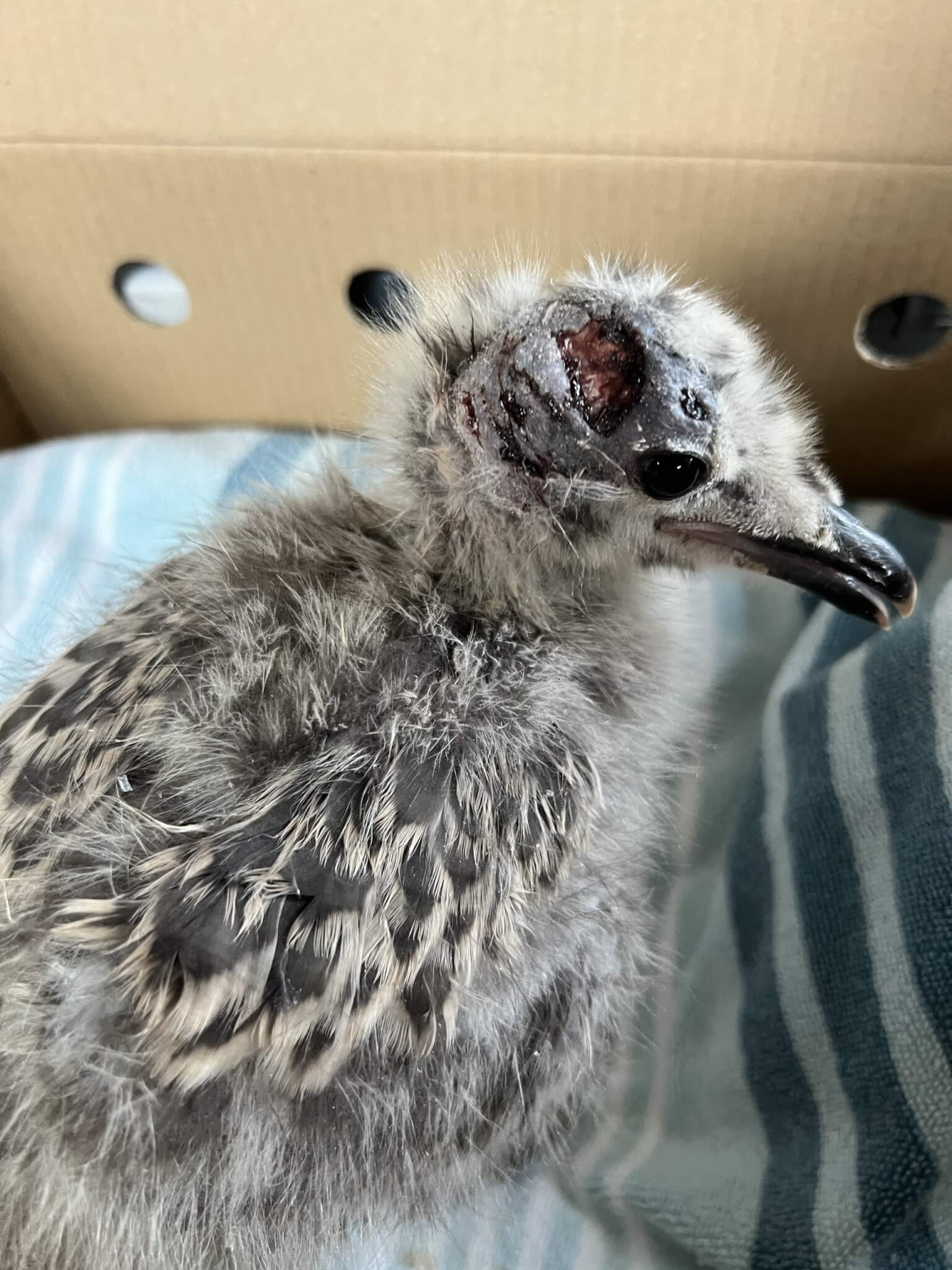 Young gull chick with a head wound