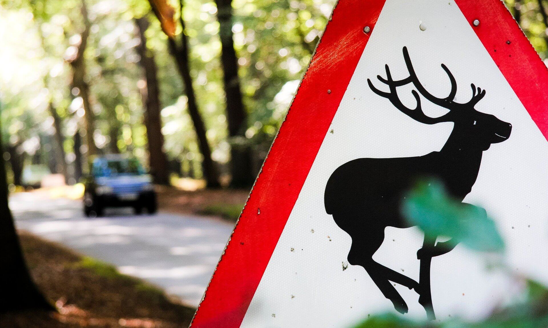 Deer warning road sign beside a woodland road with a car approaching
