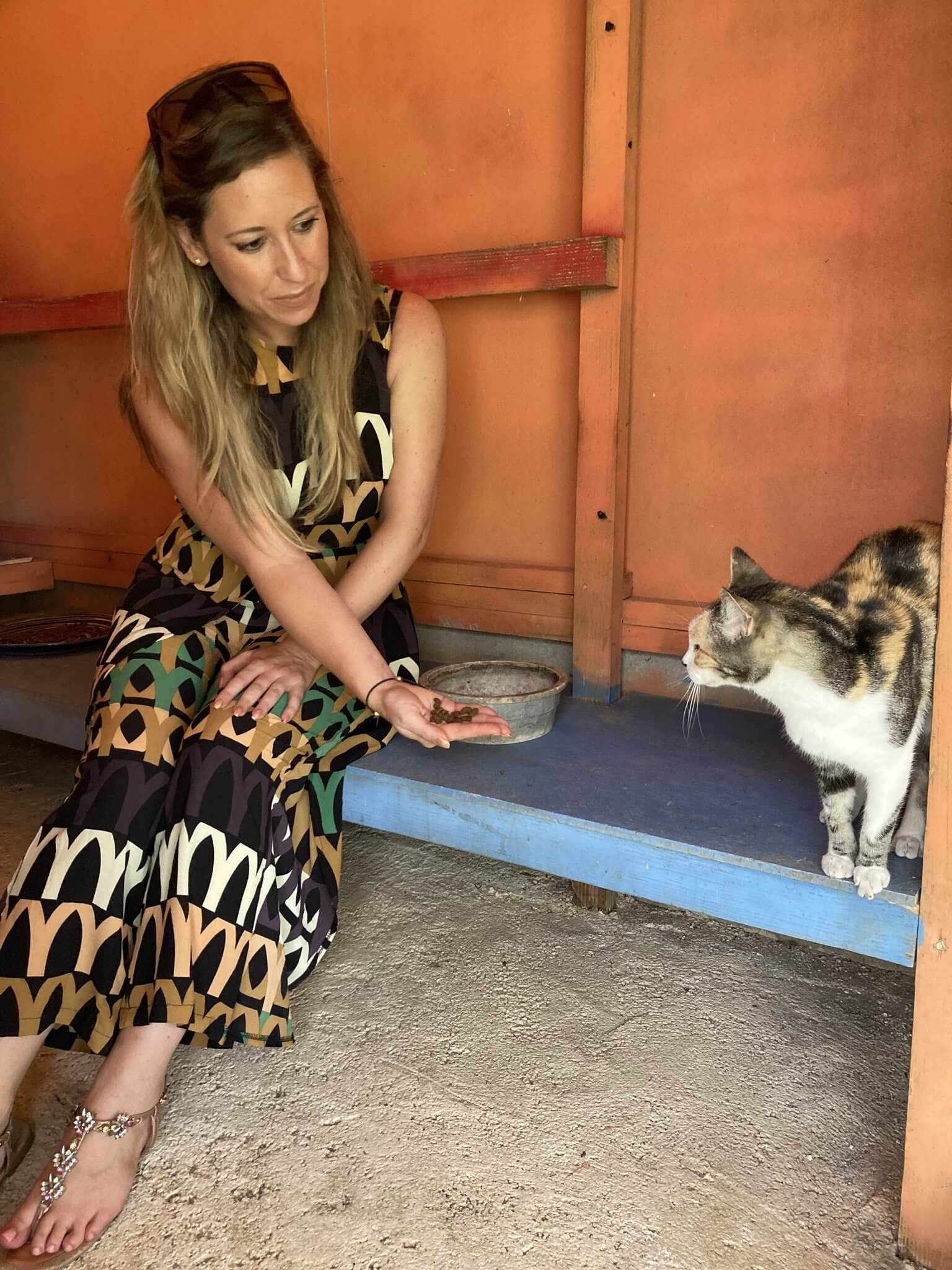 Woman offering food from her hand to a tortoiseshell and white cat in a wooden shelter