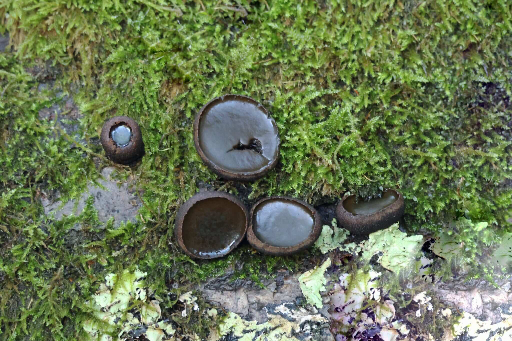 Black bulgar fungi among moss