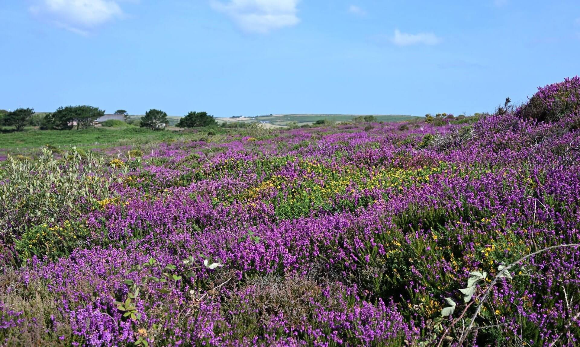 Purple heather and yellow gorse in flower at Caer Bran in Penwith