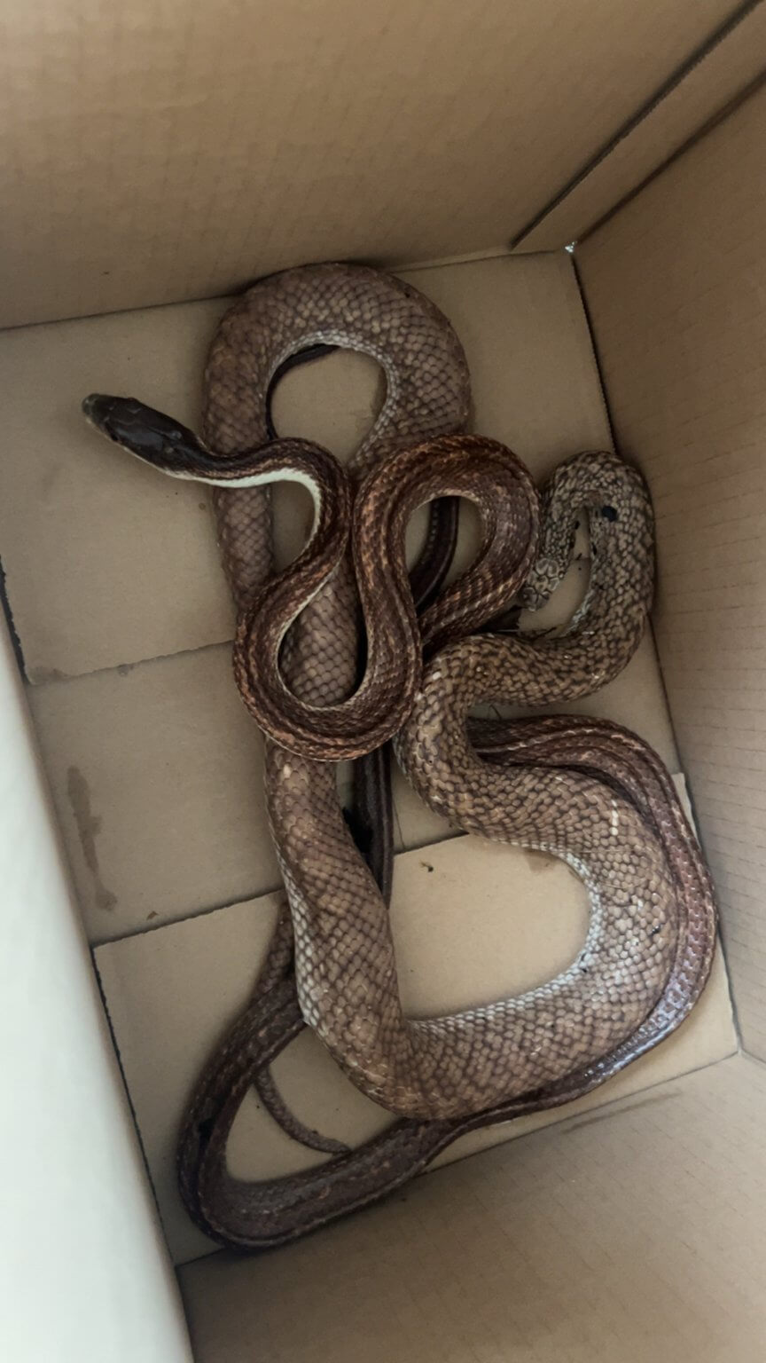 Rat snake coiled in a cardboard box