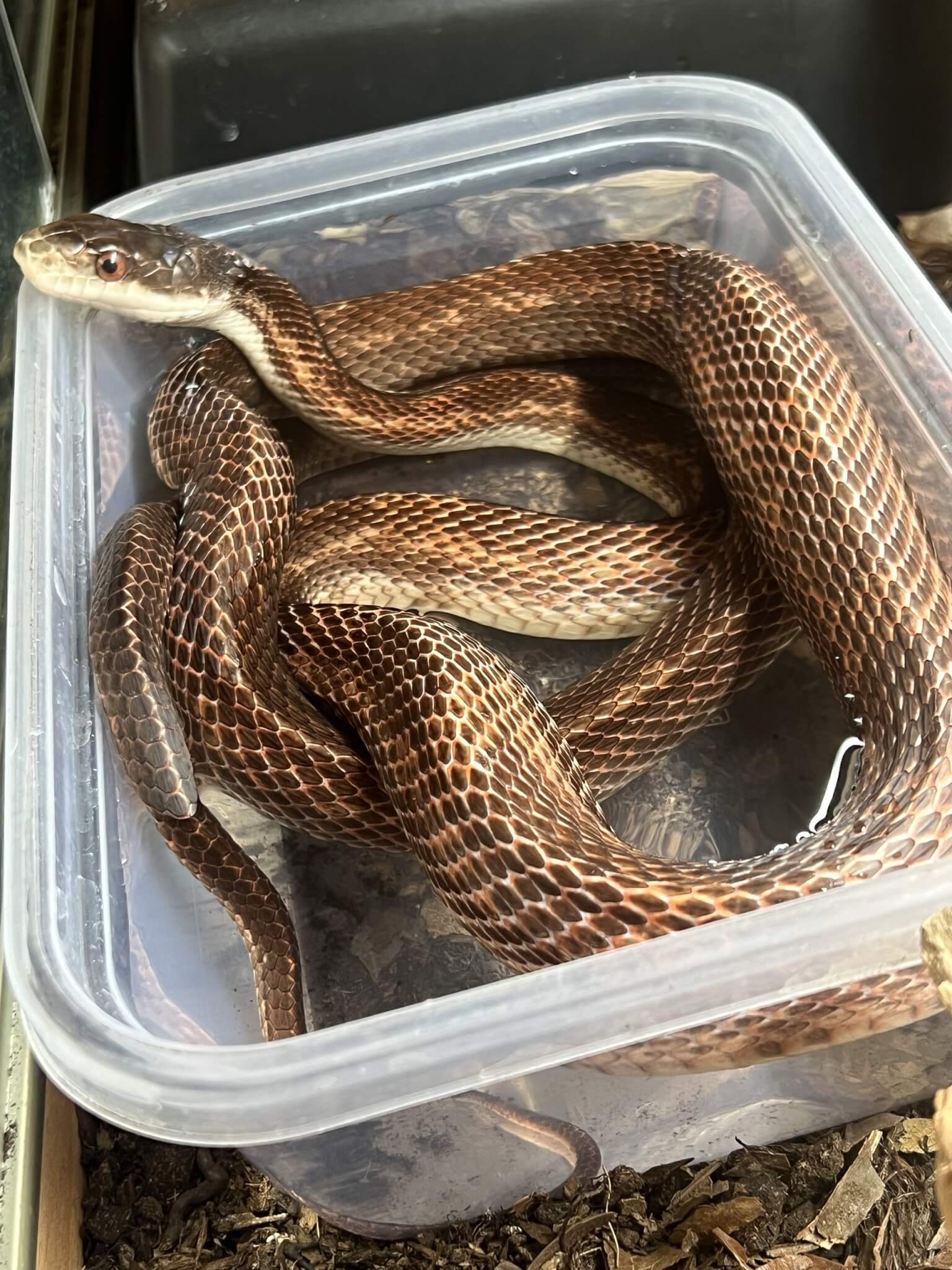 Rat snake coiled in a plastic tub