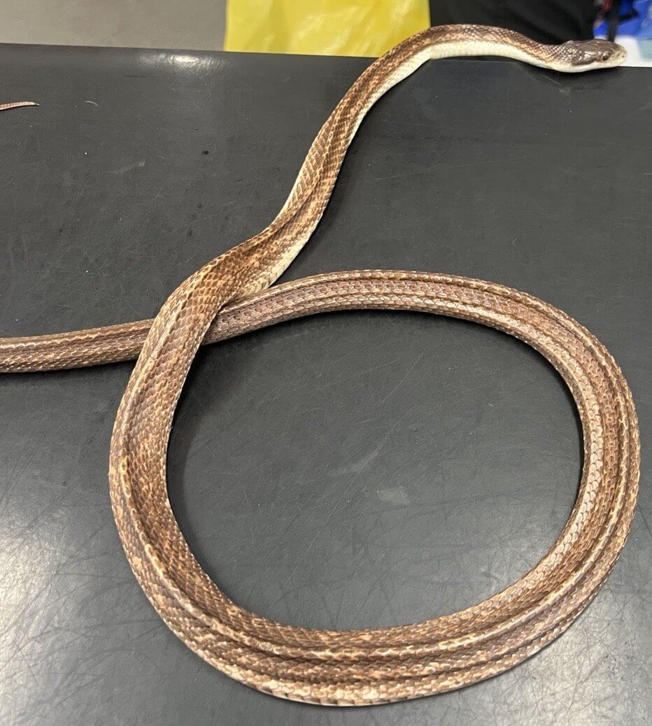 Rat snake stretched out on a table