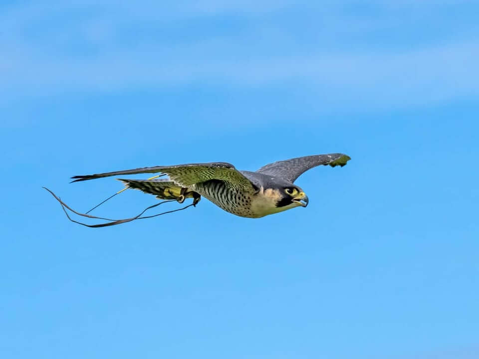 A falcon in flight against a blue sky at The Cornish Birds of Prey Centre