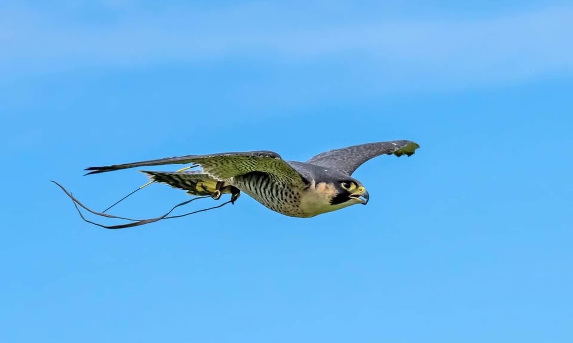 A falcon in flight against a blue sky at The Cornish Birds of Prey Centre