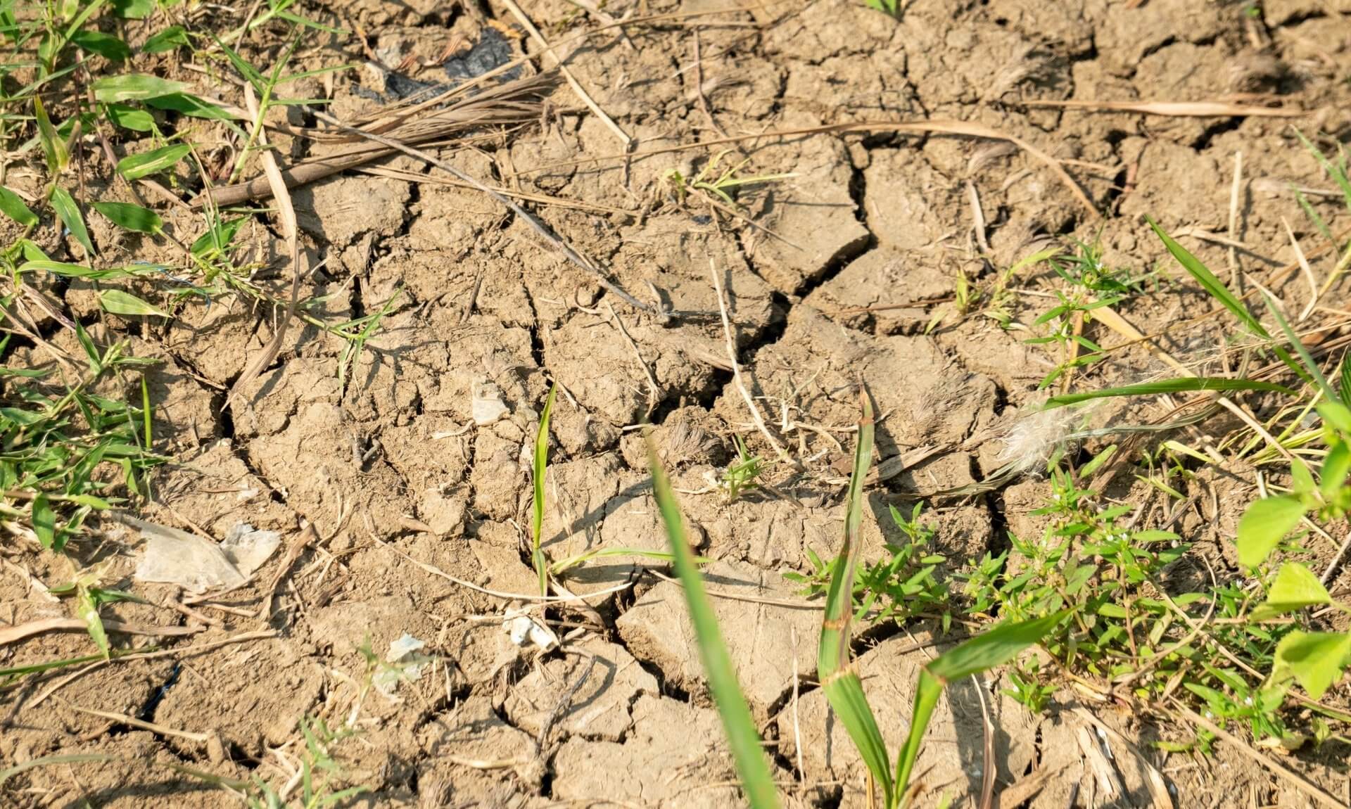 Cracked dry ground with grass shoots during drought