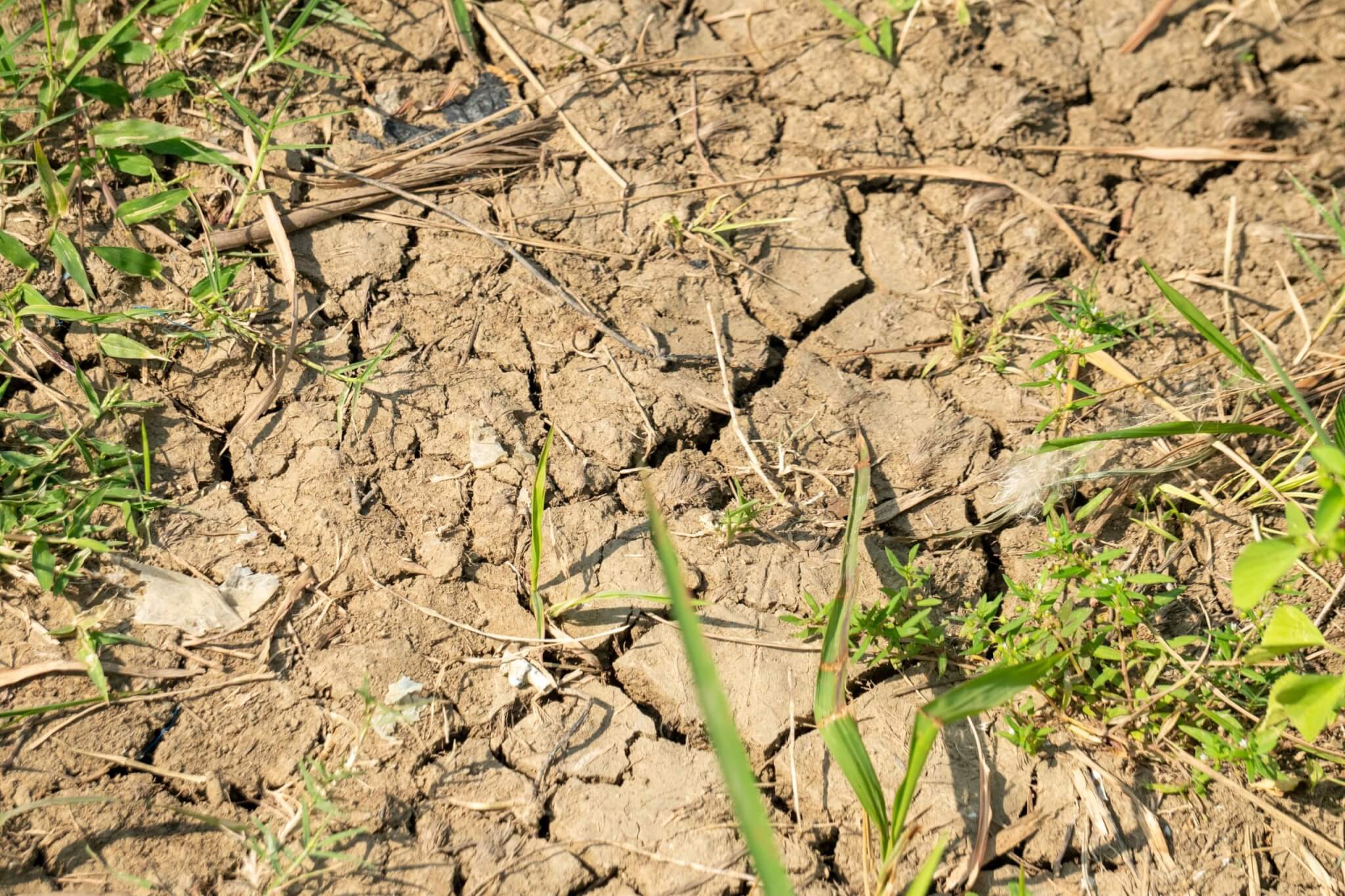 Cracked dry ground with grass shoots during drought