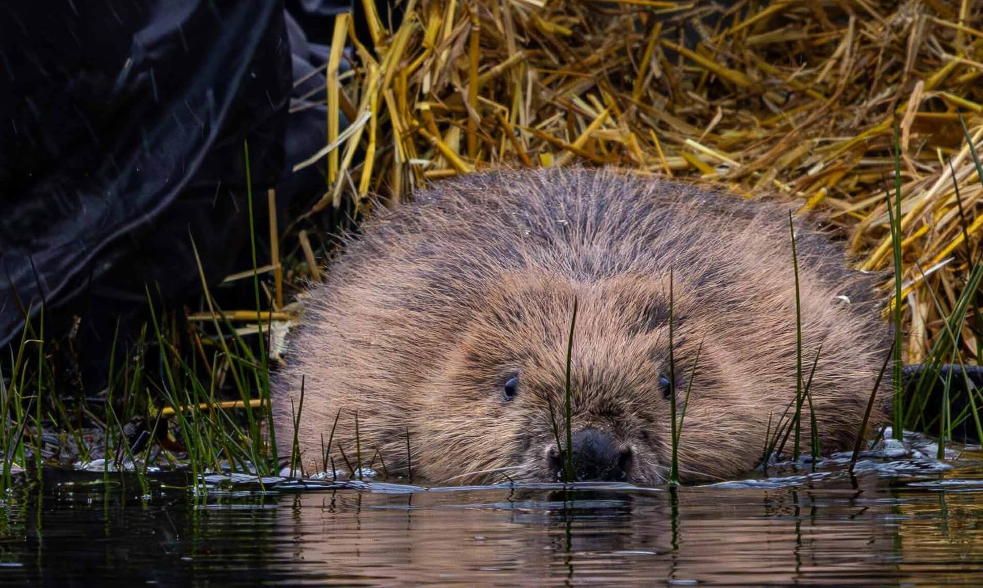 A beaver in water at the edge of a straw-lined release pen