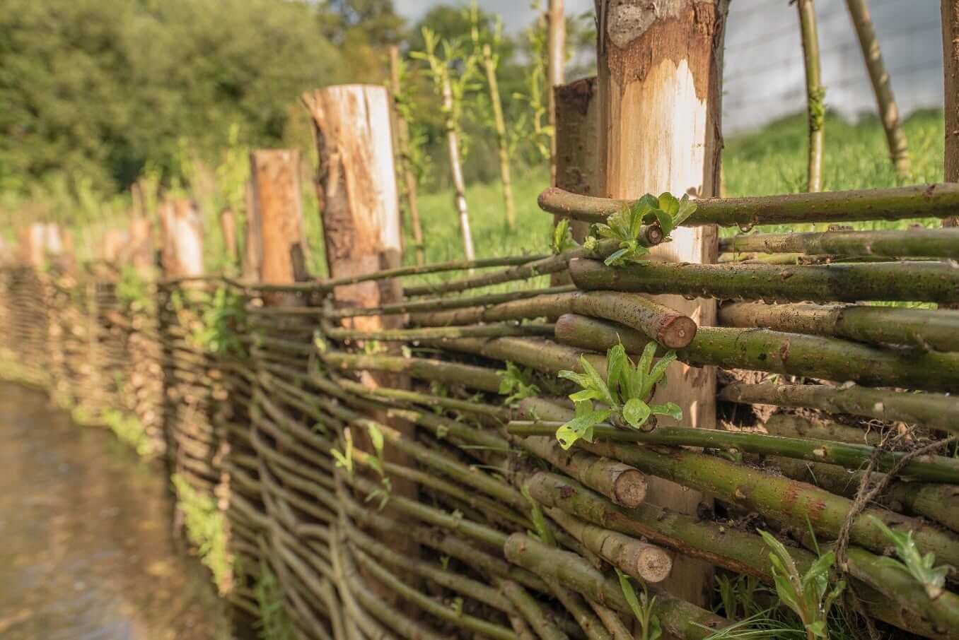 Close-up of living willow woven between untreated chestnut stakes