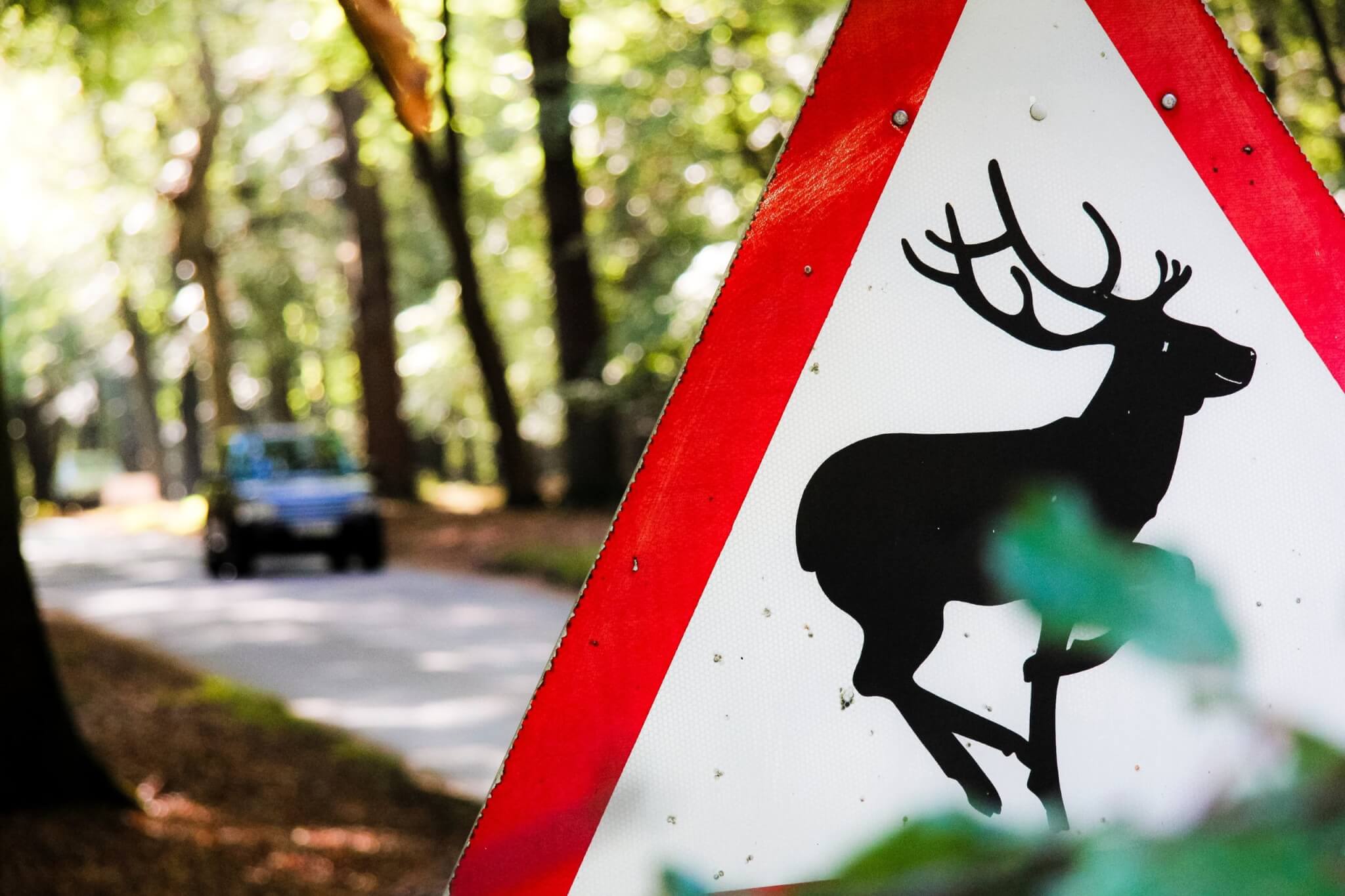 Deer warning road sign beside a woodland road with a car approaching