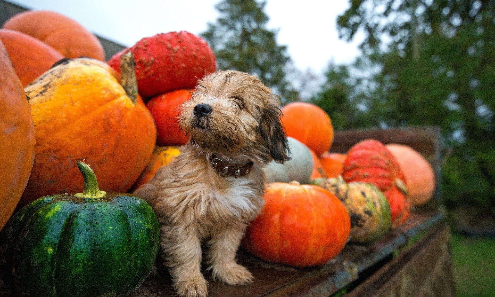 A puppy sitting among pumpkins