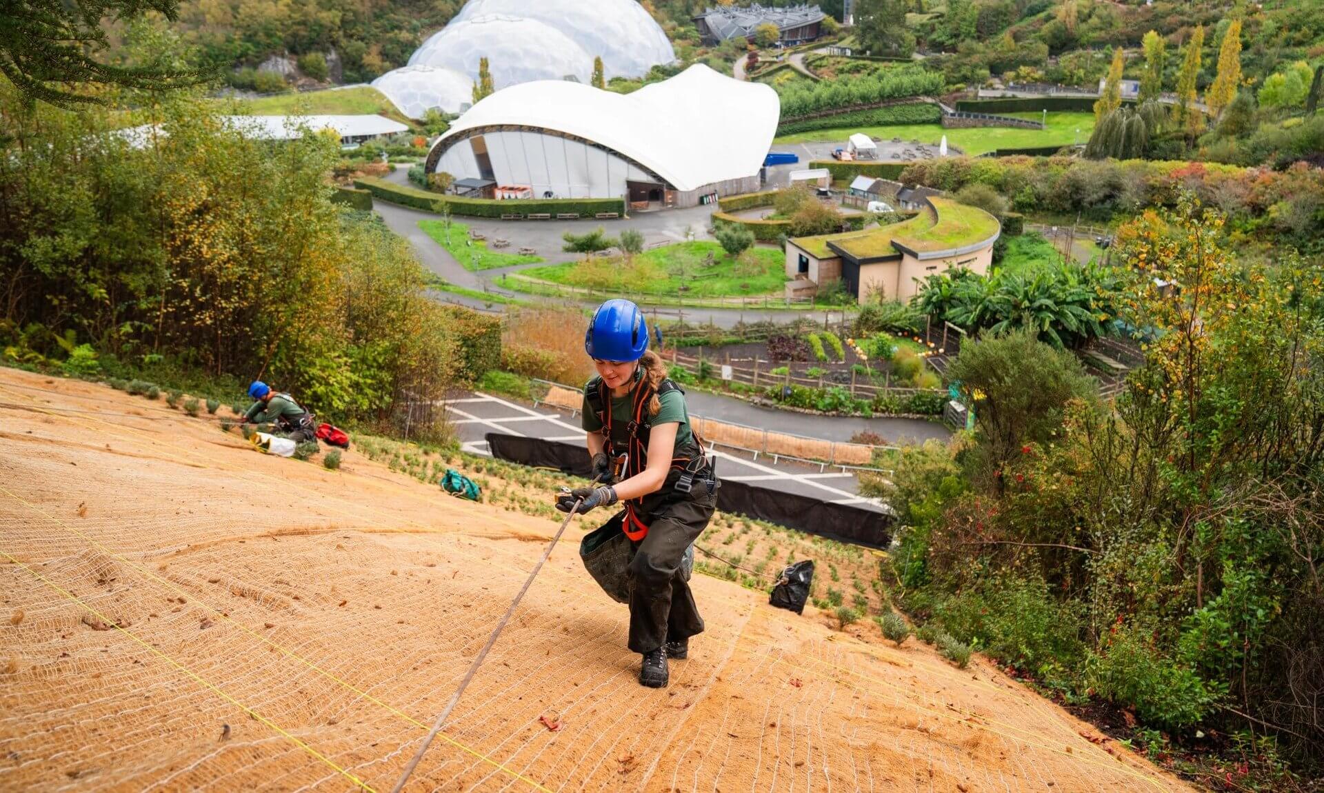 Eden Project gardener on ropes planting the Silver Staircase slope above the biomes