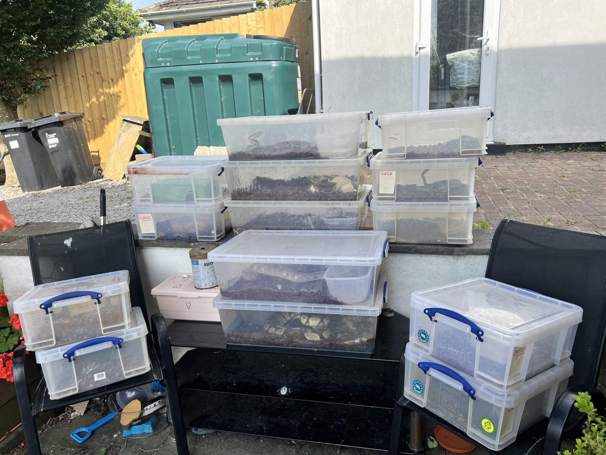 Stacked plastic tubs containing surrendered snakes