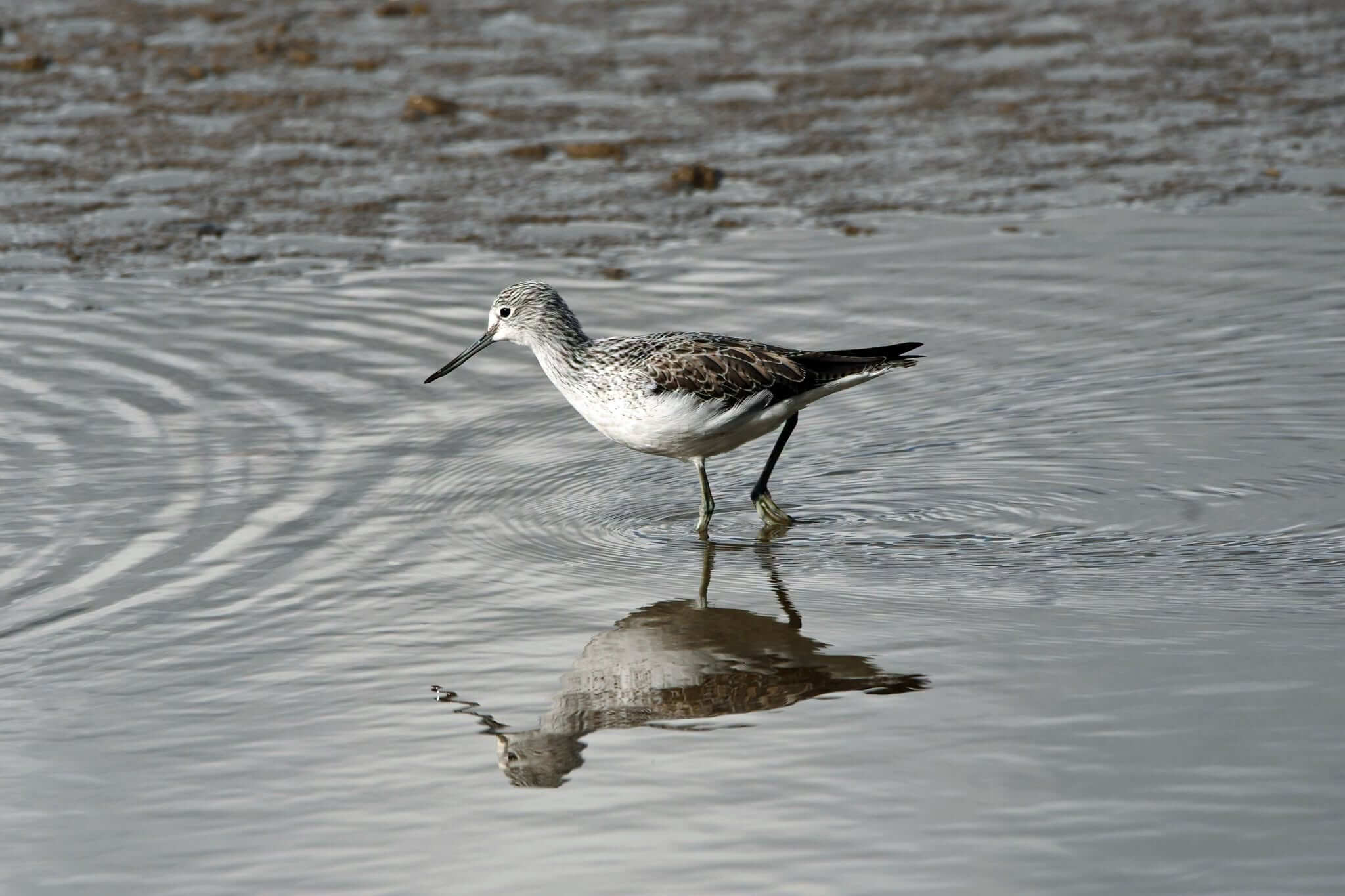 Greenshank wading in shallow water