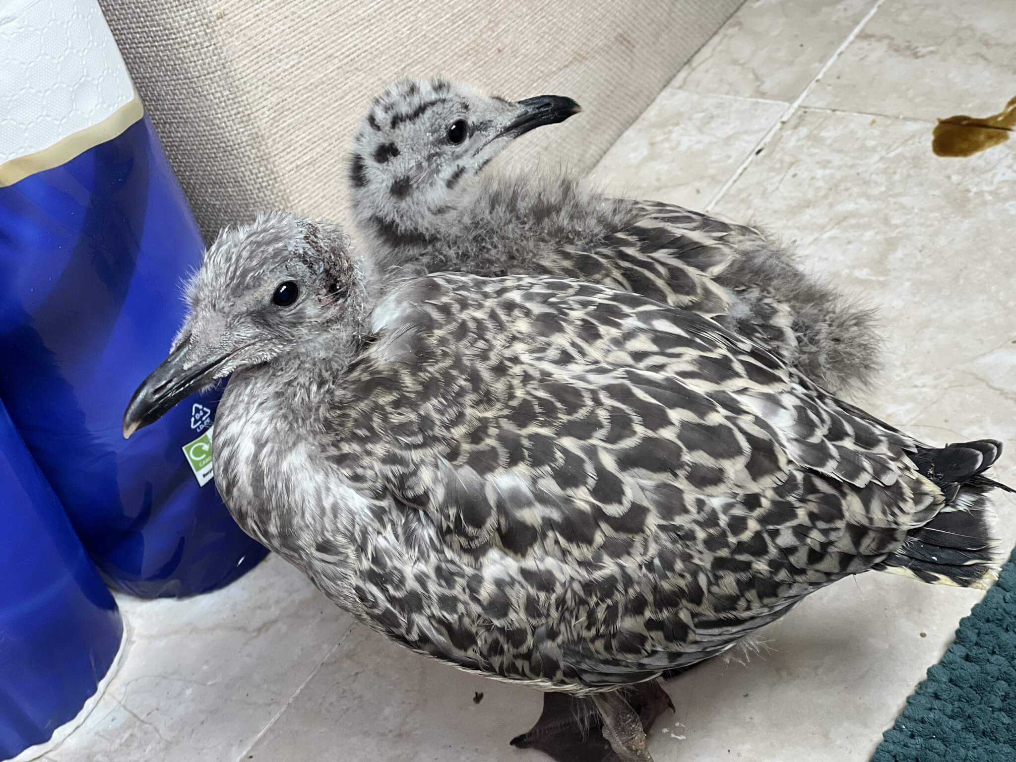 Two young gulls sitting together