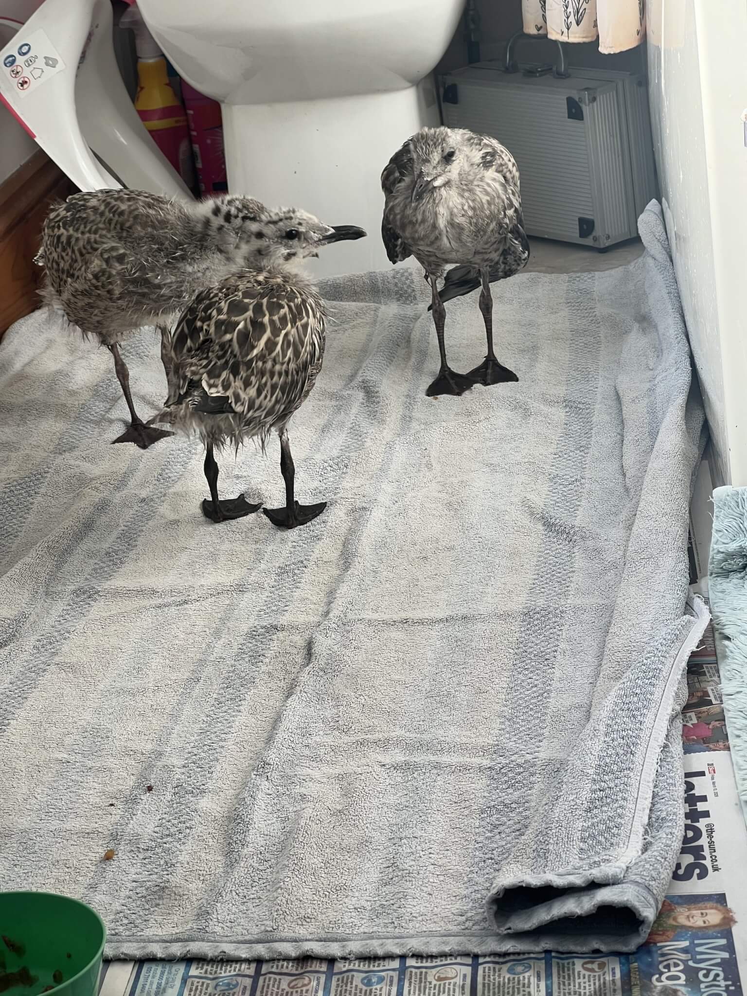Three young gulls standing on a towel in a bathroom
