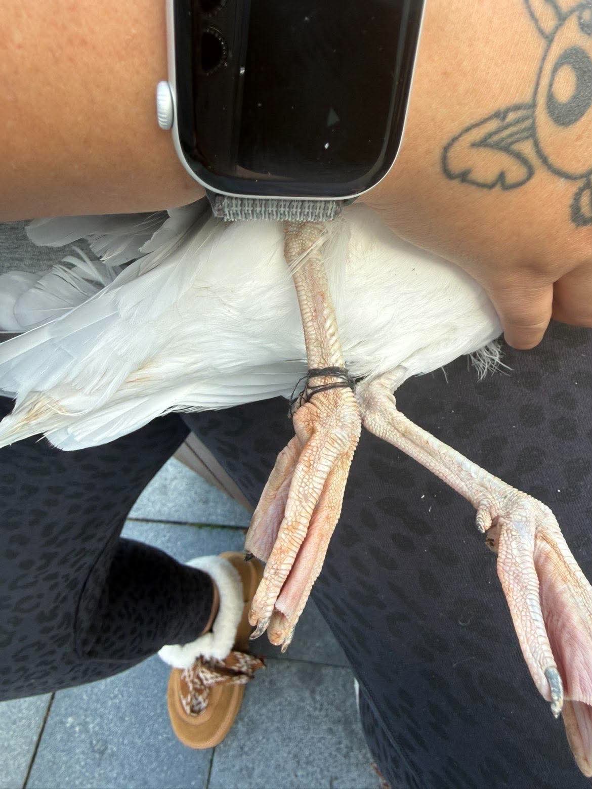 Gull held by a volunteer, with line wrapped around its leg