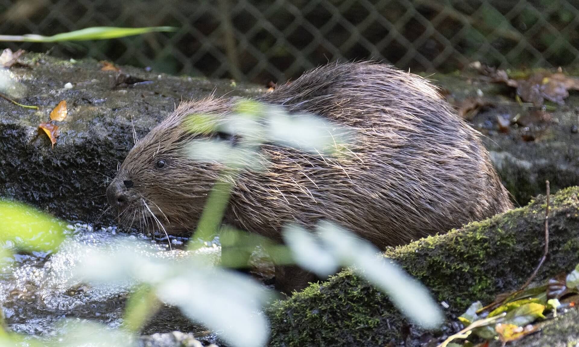 Young beaver on a mossy bank at the Cornish Seal Sanctuary