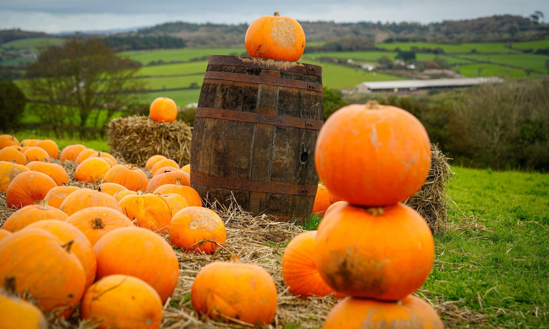 Pumpkins stacked on a barrel at Healey's Cyder Farm