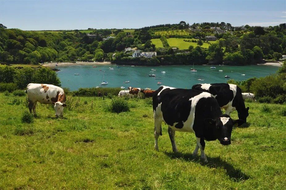 Cows grazing above the Helford River
