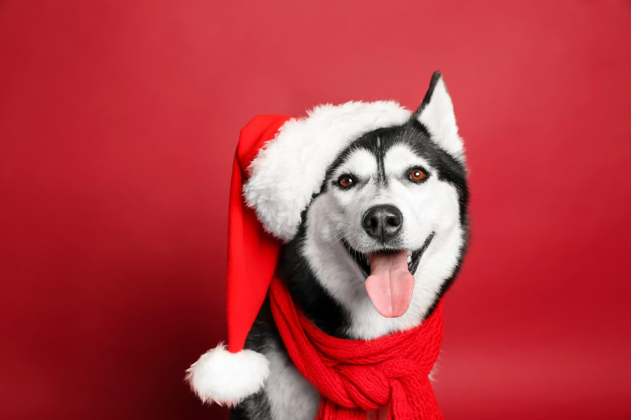 Husky wearing a Santa hat and red scarf
