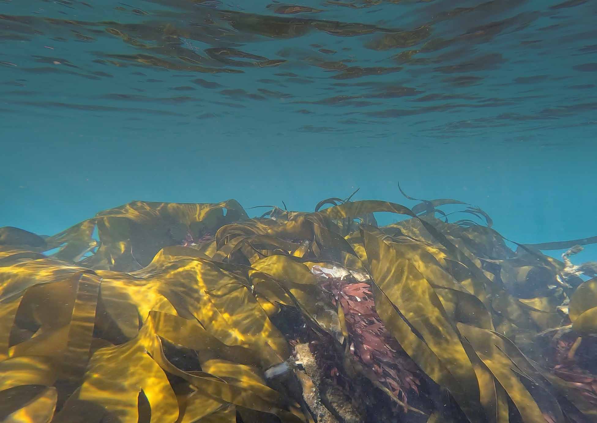 Kelp forest underwater in St Austell Bay