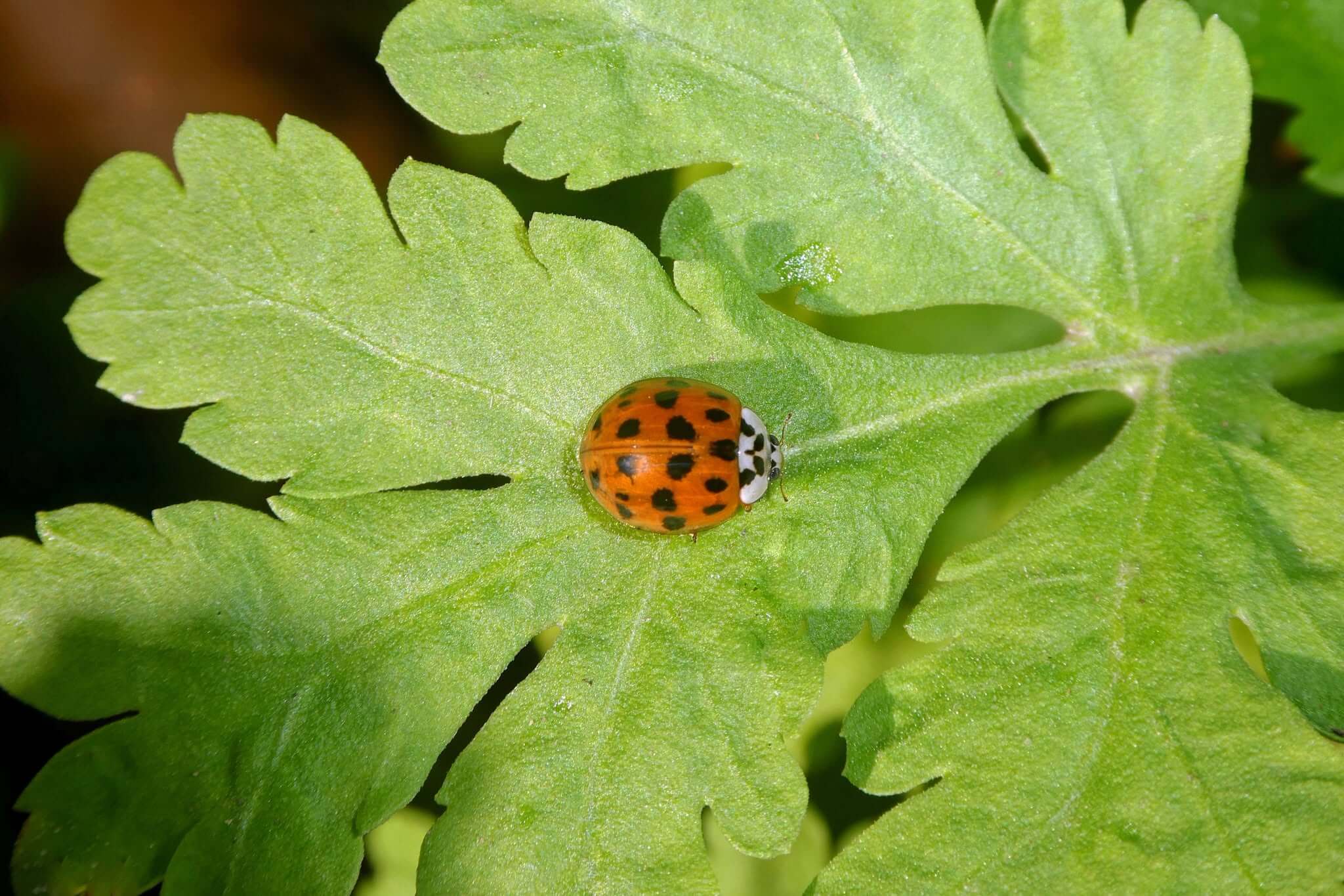 Ladybird on a leaf
