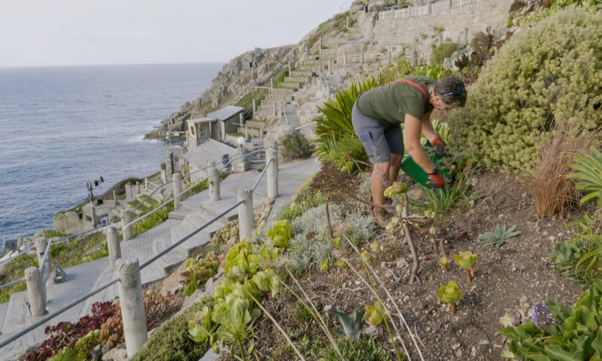 Gardener planting on the cliffside terraces of the Minack Theatre above the sea