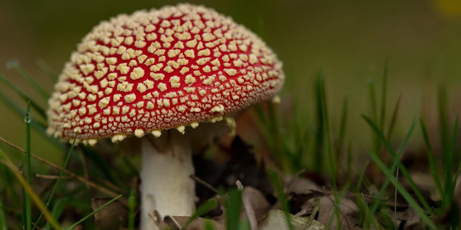 Red and white fly agaric toadstool in the grass