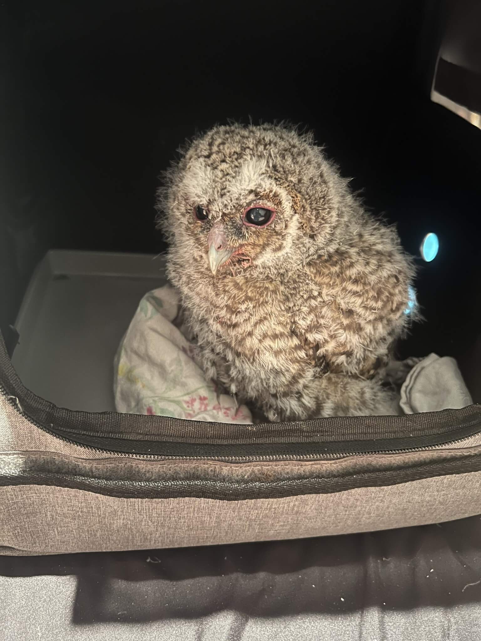 Young owl sitting in a pet carrier