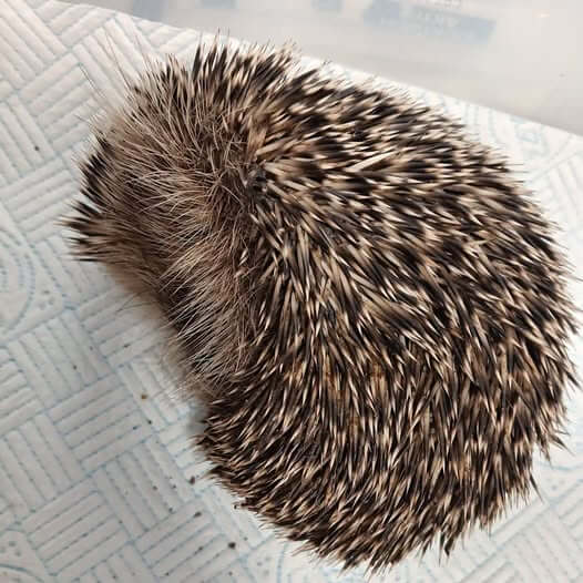 Young hedgehog curled up on a towel at Porthleven Harbour Hedgie Rescue