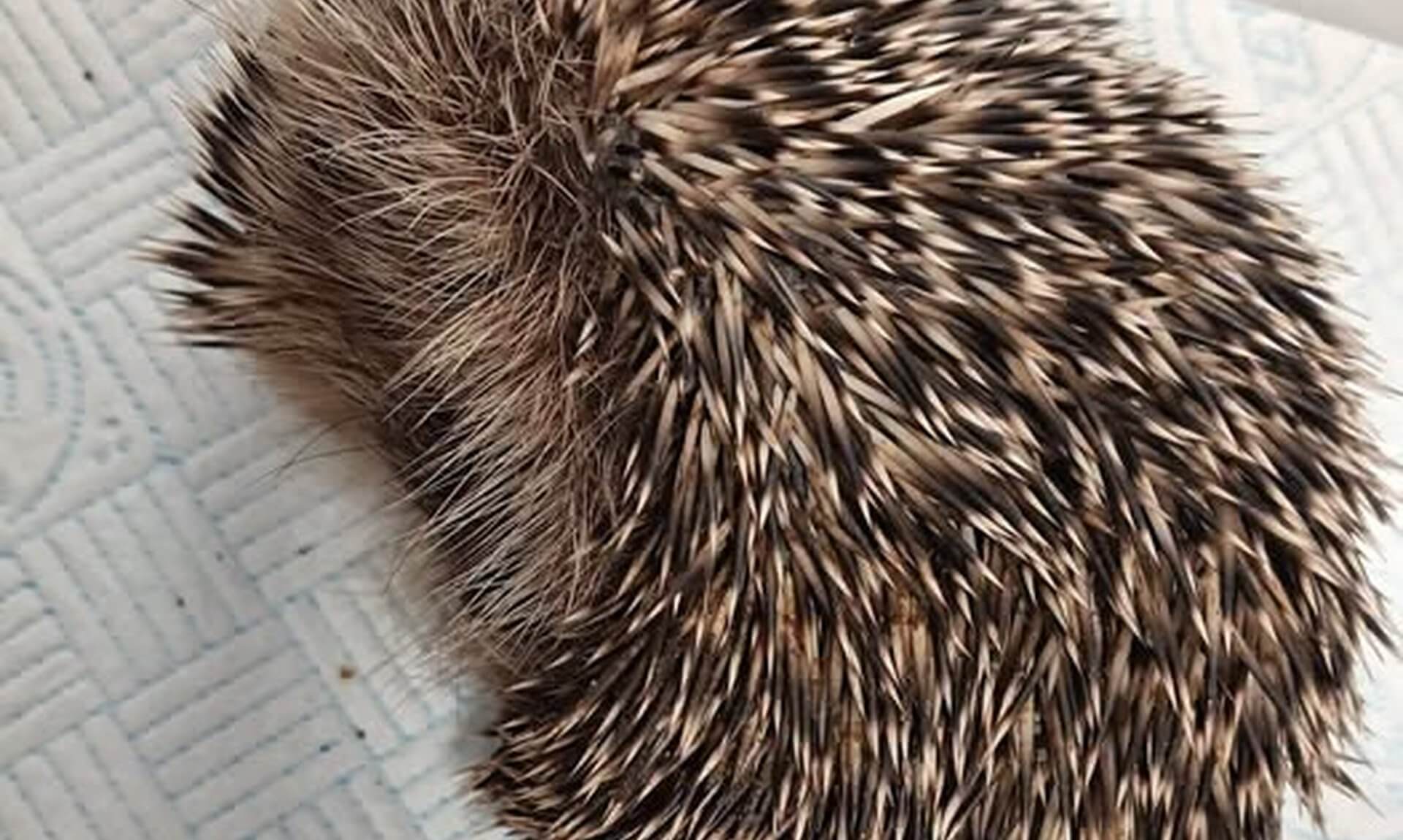 Young hedgehog curled up on a towel at Porthleven Harbour Hedgie Rescue