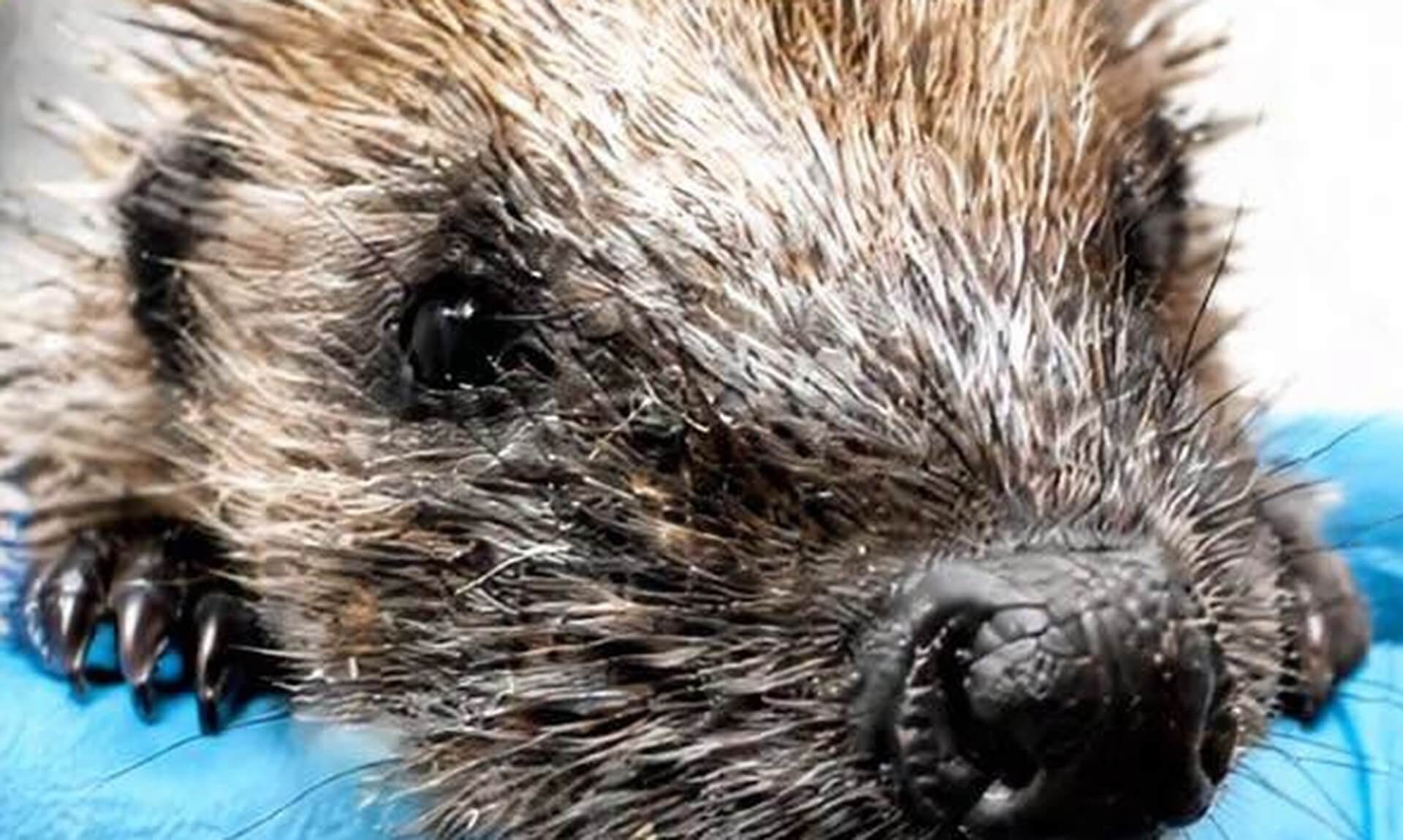 A young hedgehog held in a gloved hand at Prickles and Paws Hedgehog Rescue