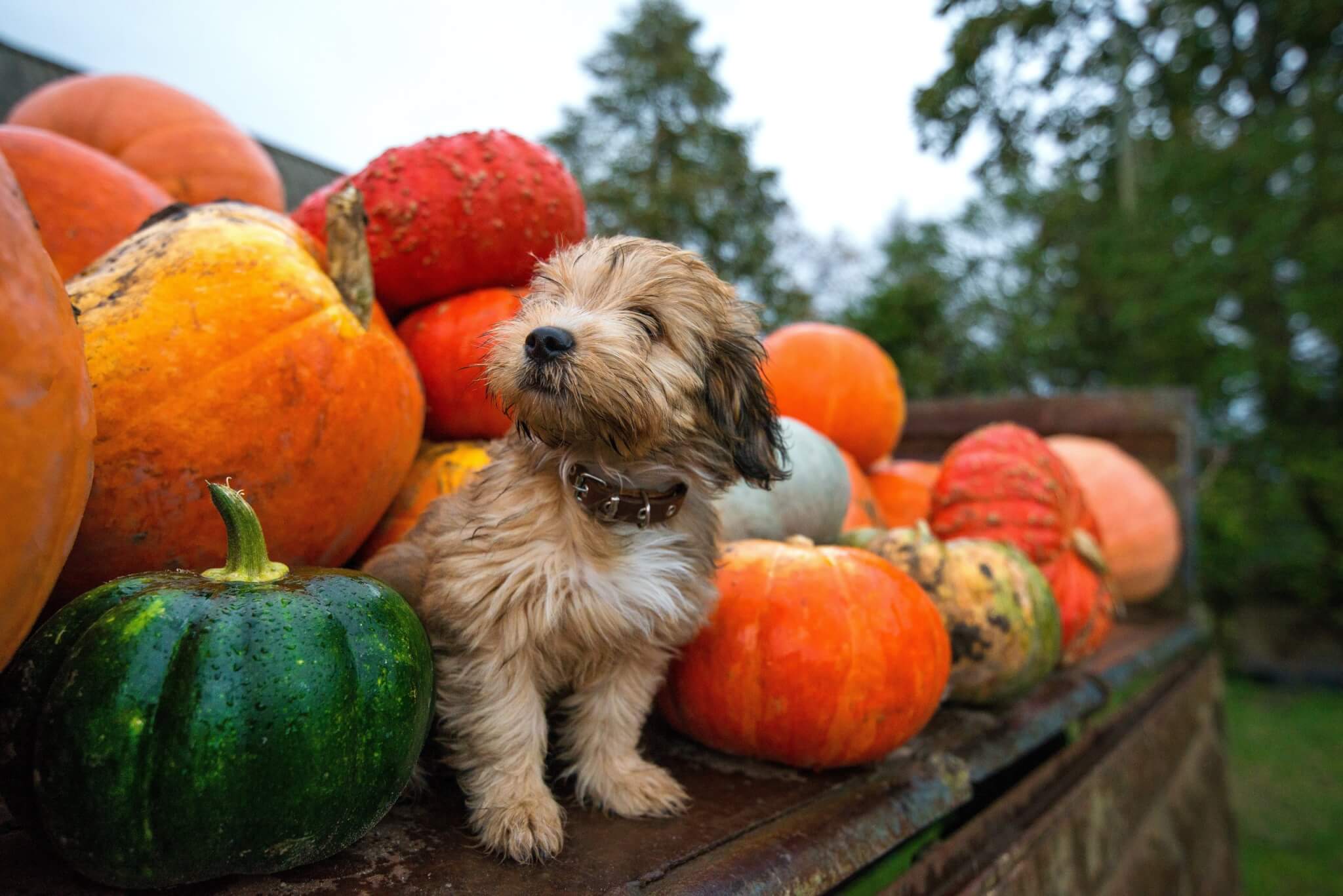 A puppy sitting among pumpkins