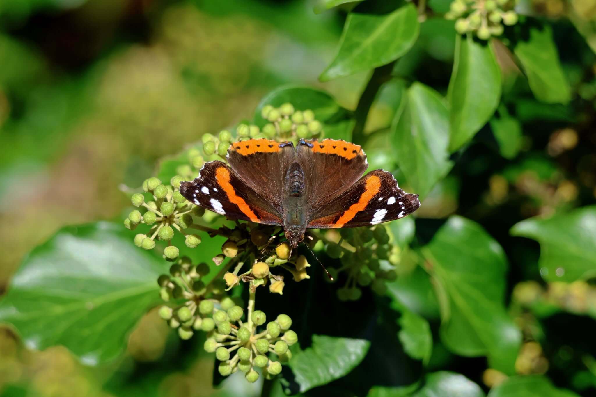 Red admiral butterfly on ivy flowers