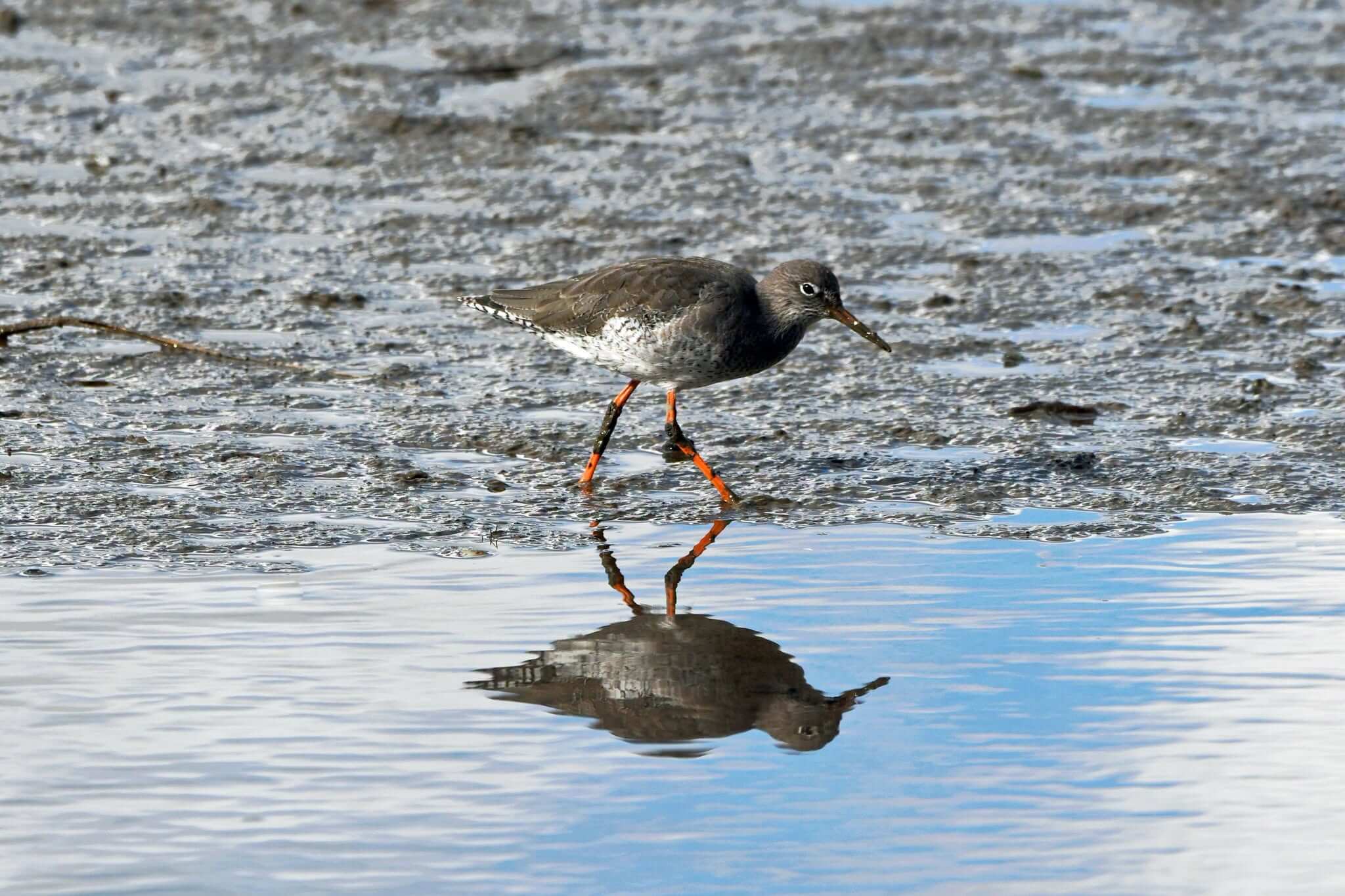 Redshank on mudflats