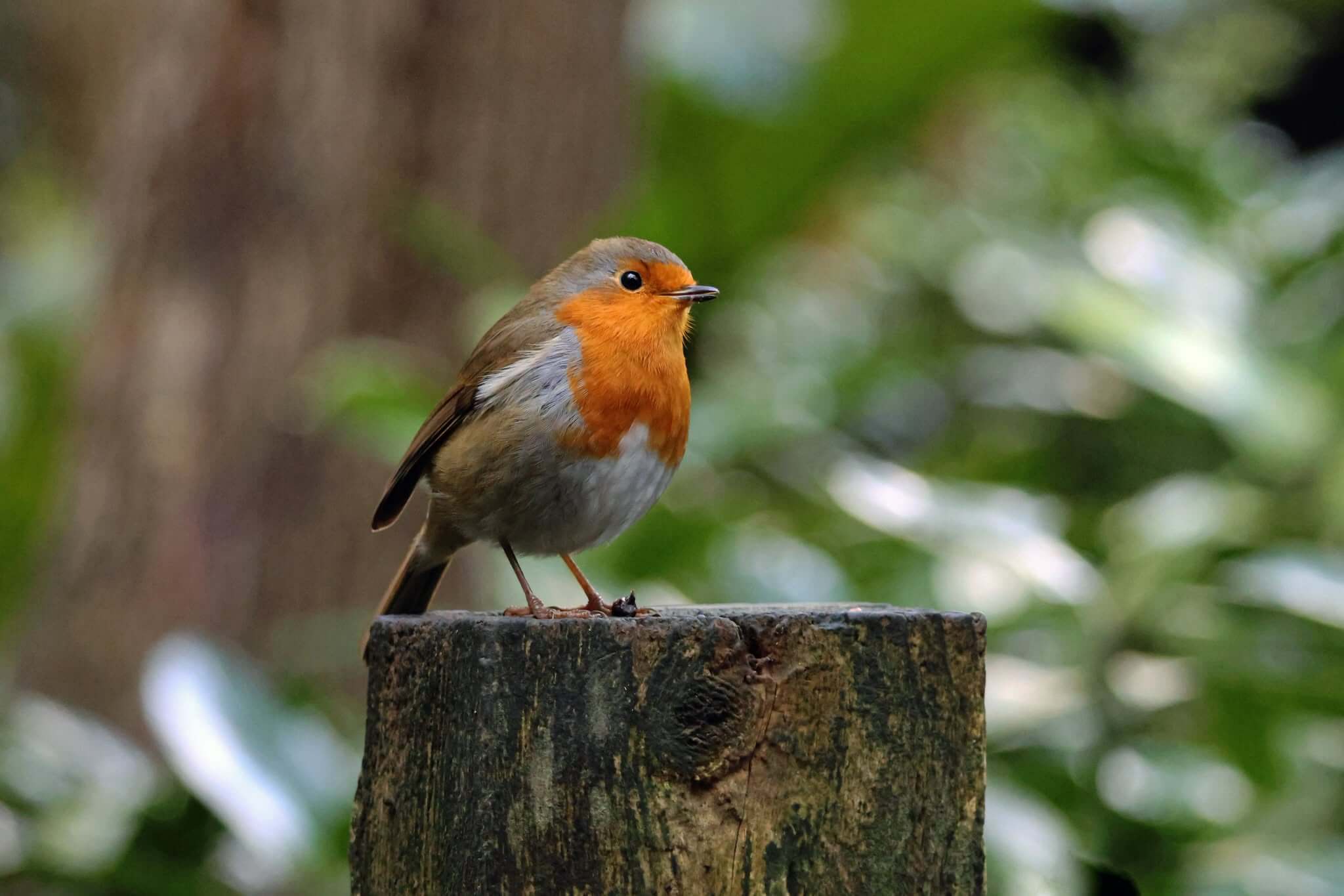 Robin on a wooden post